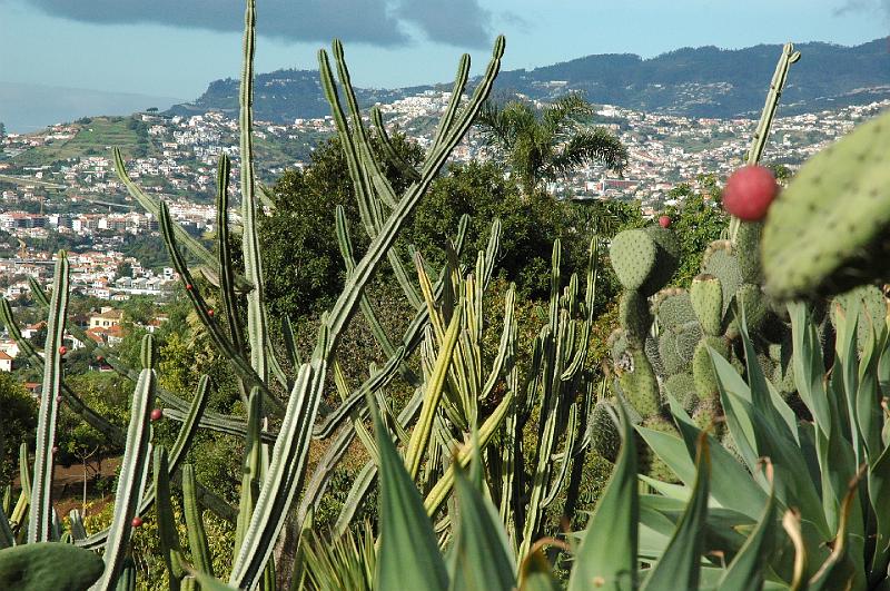 Funchal behind Cactus.JPG